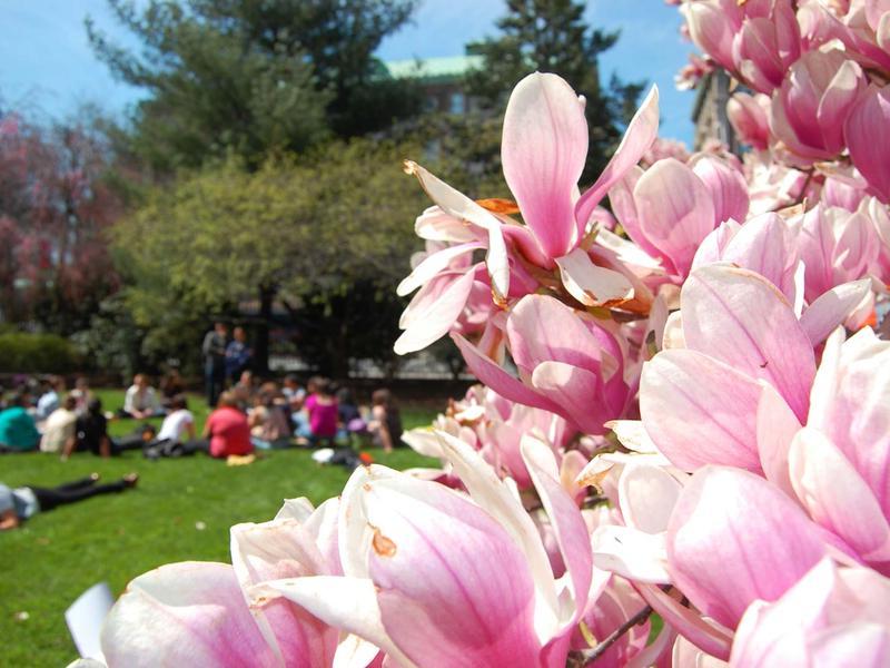 magnolia blossoms and a blurred view of students seated on the grass